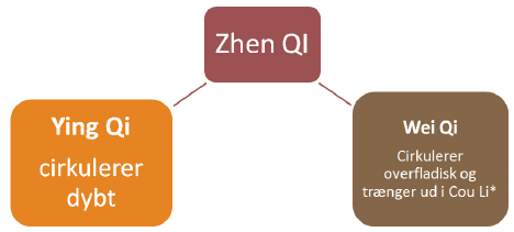 Zhen Qi (Ægte Qi)