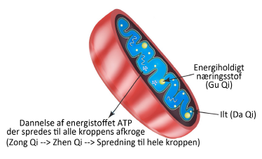 Energidannelse i vestlig fysiologi