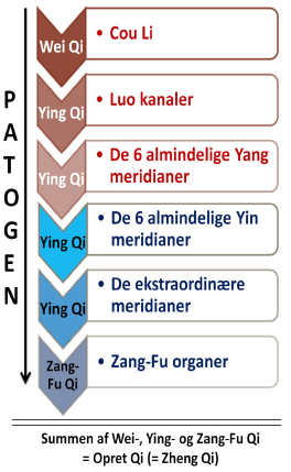 Når en ydre patogen faktor søger i dybden