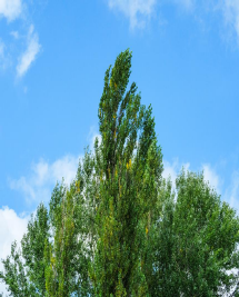 Vind: Naturens spydspids